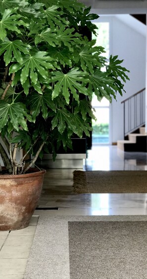 A potted ficus plant in a modern indoor setting with a tiled floor and a staircase in the background. - Harvey (Jesolo)