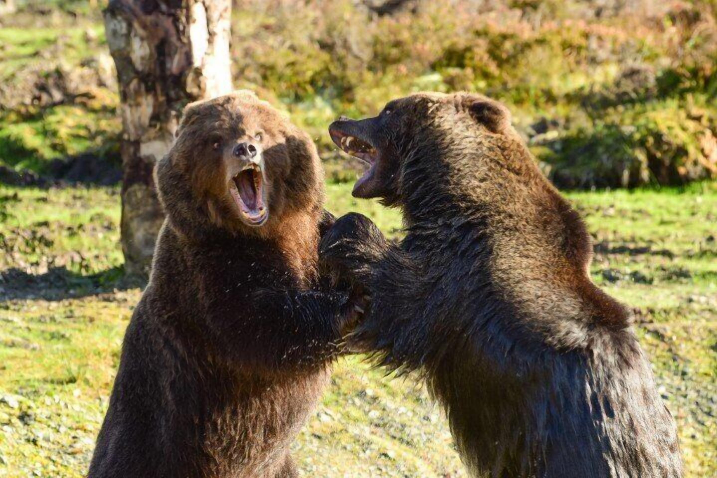 Dos osos en un entorno natural, posiblemente un parque o reserva de fauna.