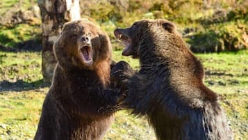 Dos osos en un entorno natural, posiblemente un parque o reserva de fauna.