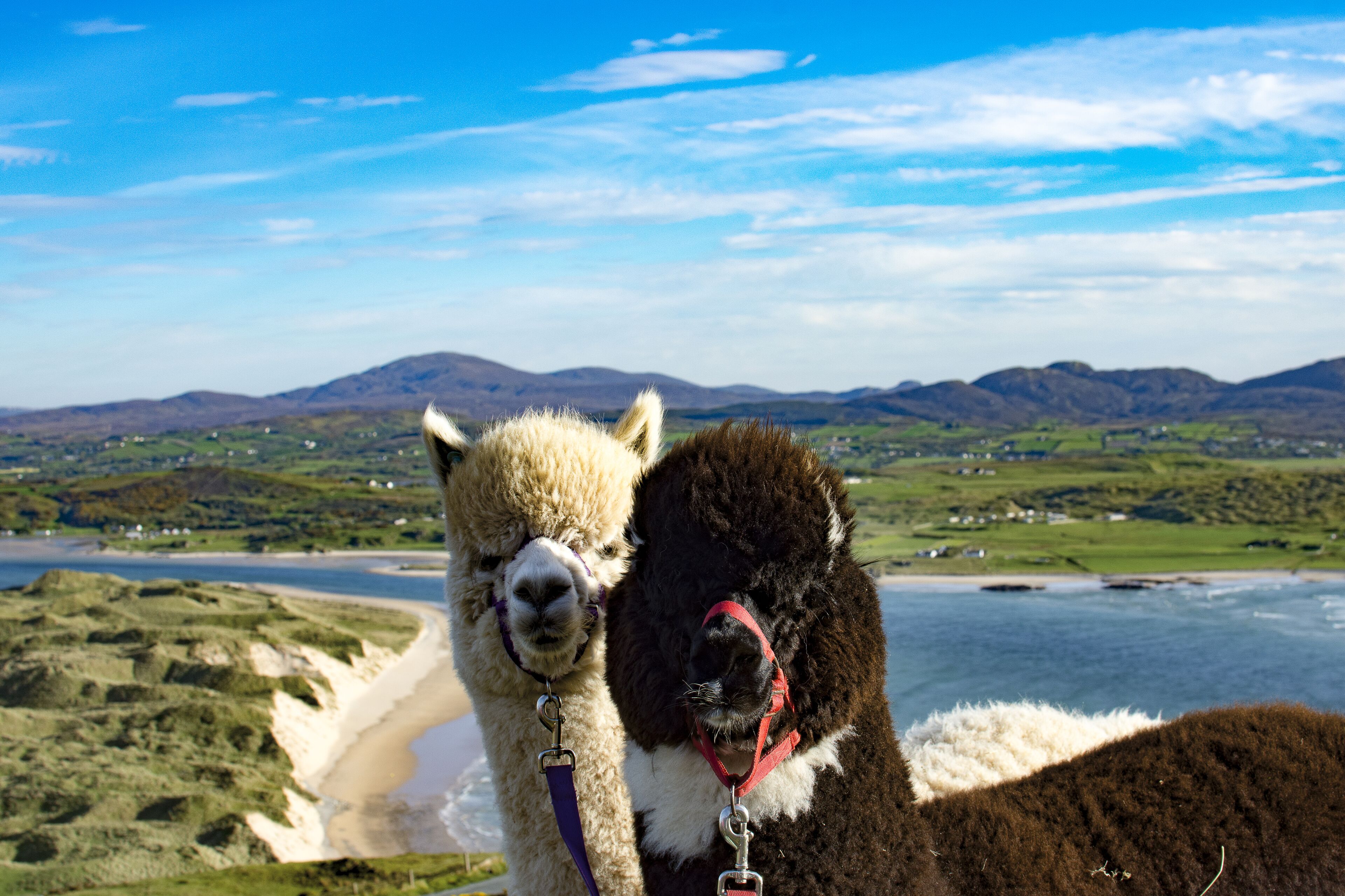 Dos llamas con arneses, una playa y un paisaje montañoso al fondo.