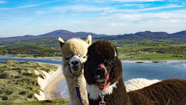 Two llamas with harnesses, a beach, and a mountainous landscape in the background.