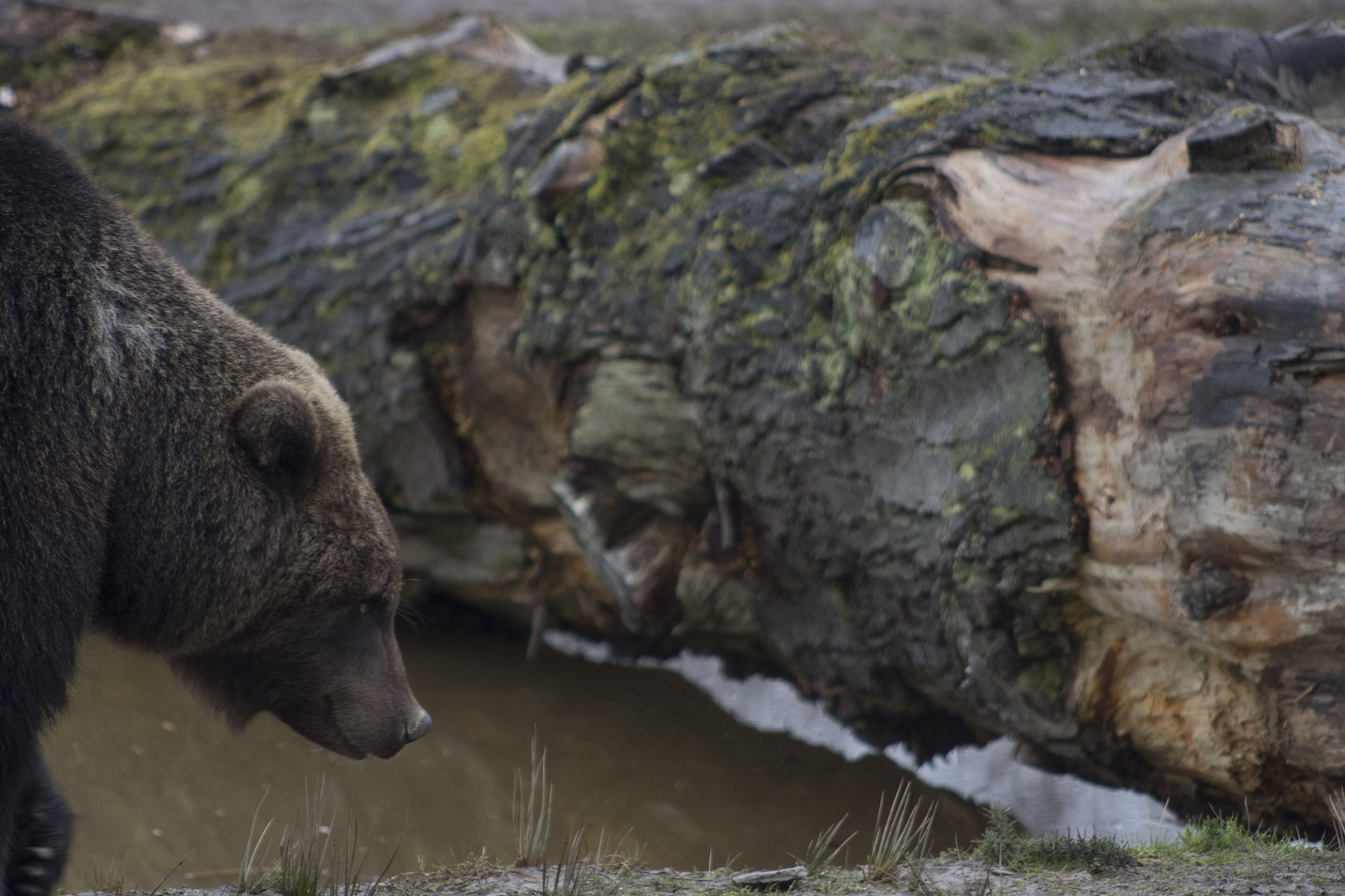 A bear near a log in a natural setting.