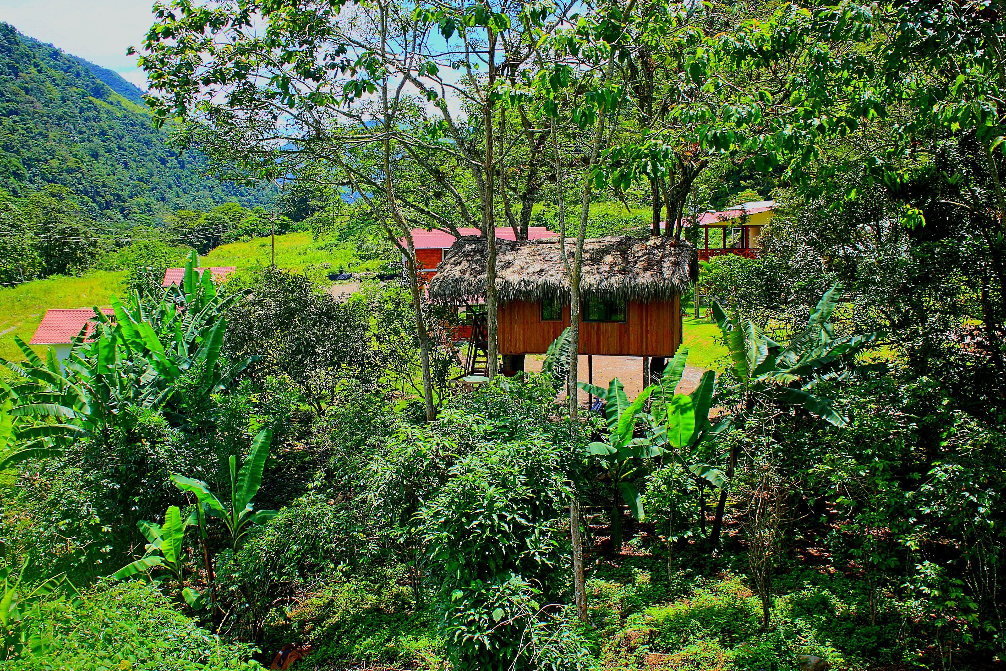 A thatched-roof hut surrounded by lush greenery and a mountainous backdrop.
