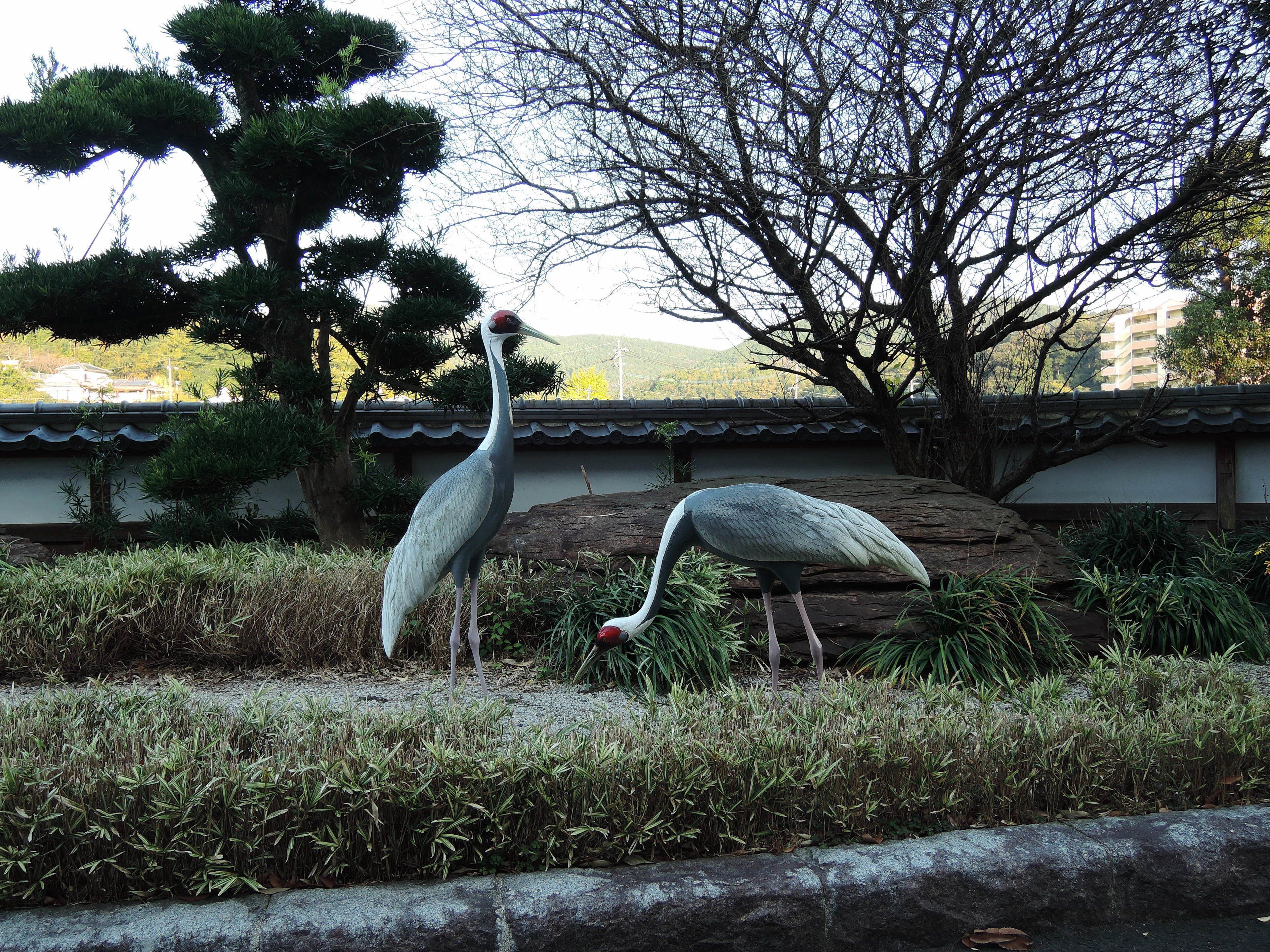 Two large birds in a landscaped area with traditional architecture in the background.