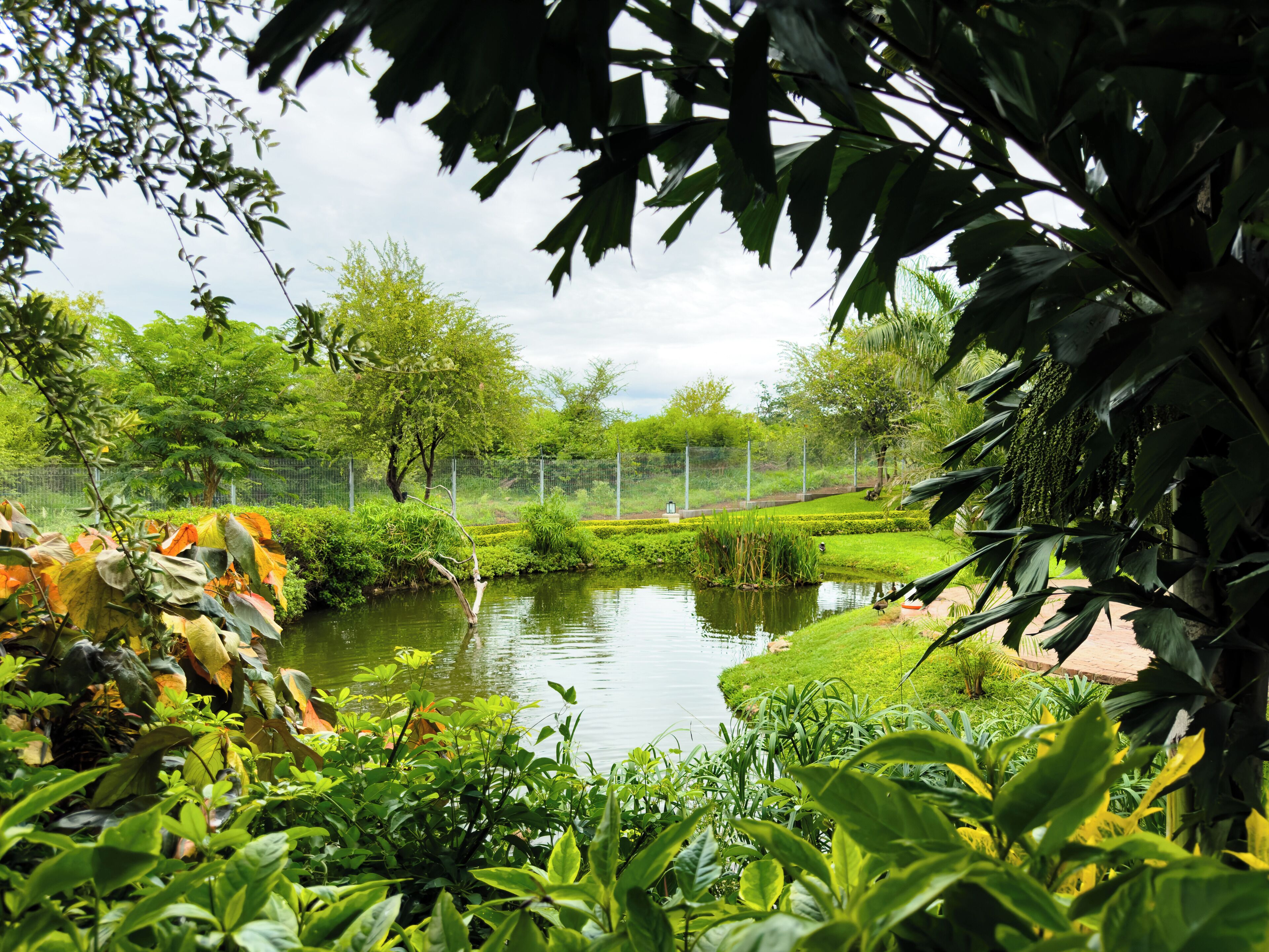 Un jardín tranquilo con un estanque, abundante follaje y una valla al fondo.