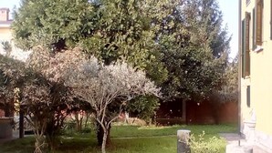 Um pátio gramado com árvores e um edifício.