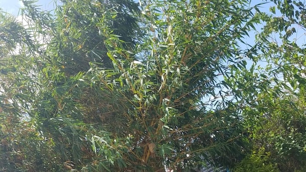 A bamboo plant with a concrete wall in the background.