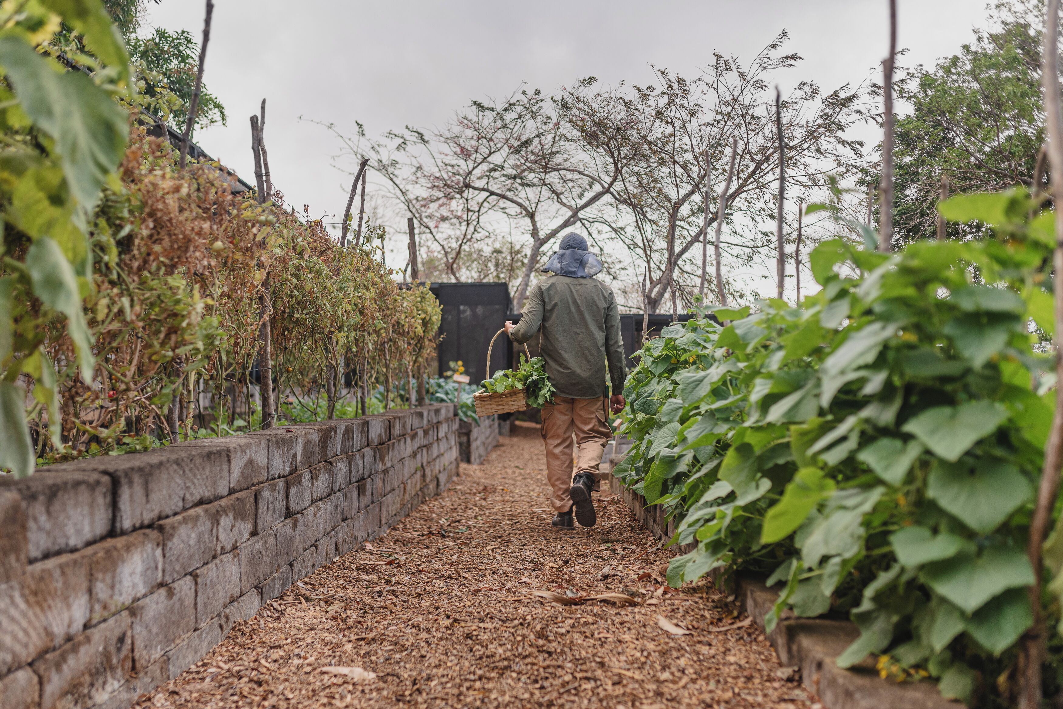 A person walking down a narrow pathway in a garden area with brick walls and various plants.