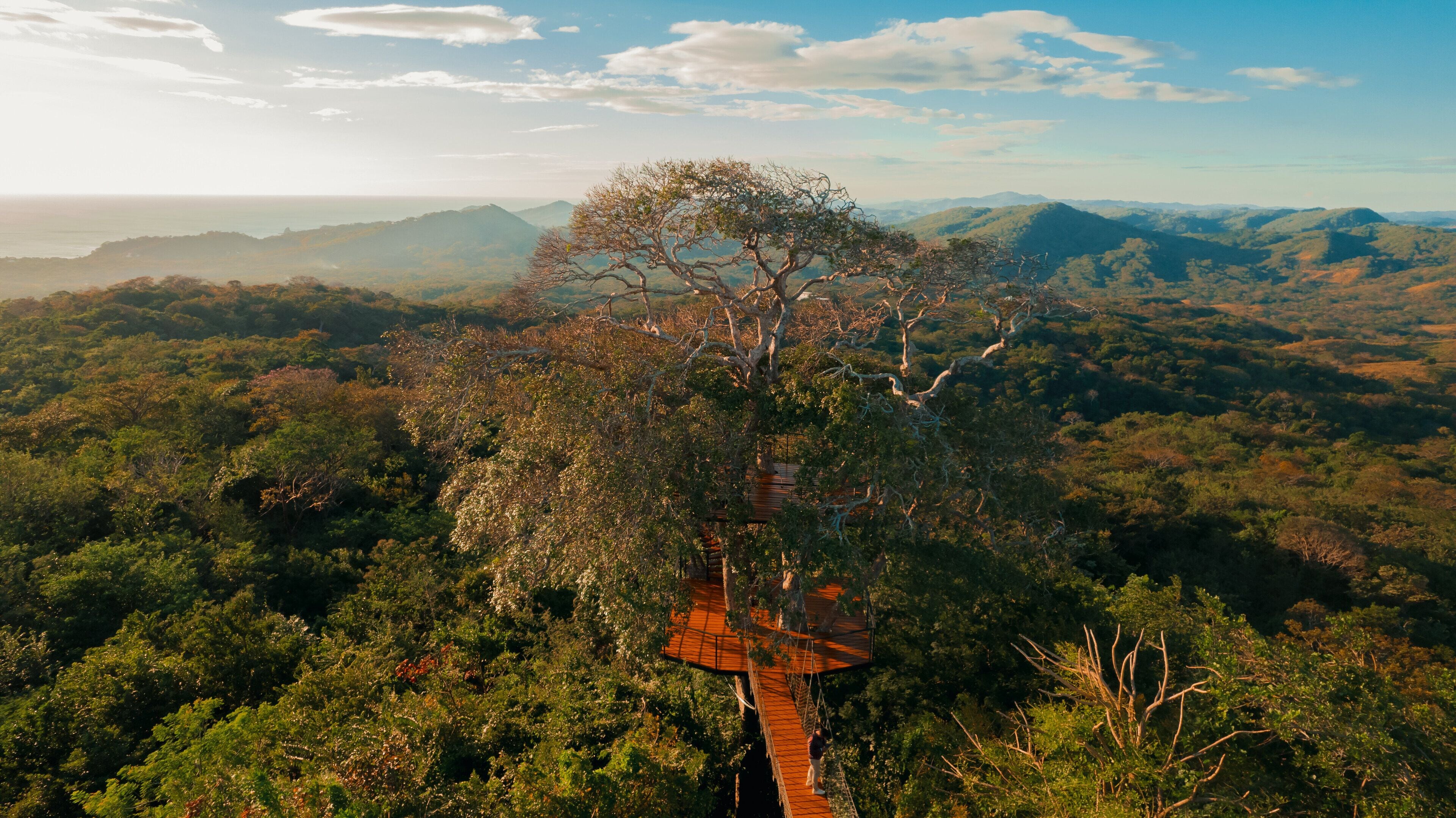 A treehouse platform with a wooden bridge, surrounded by dense forest and distant mountains.
