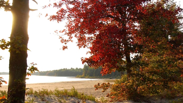 A beach with a tree in the foreground and a body of water in the background. - Lakeview Inn (Blind River)