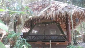 Une construction rustique en bois, dotée d’un toit de chaume et entourée d’une végétation luxuriante.