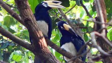 Two birds perched on a tree branch.