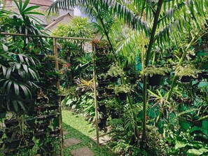 Un jardin avec différentes sortes de plantes et un sentier.