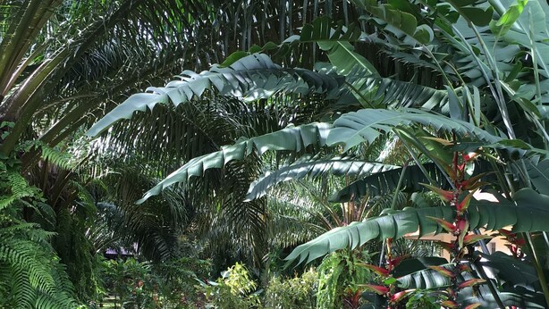 A pathway surrounded by lush greenery and various tropical plants. - Khao Sok Palm Garden Resort (Phanom)
