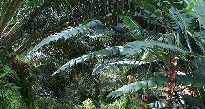 Khao Sok Palm Garden Resort
