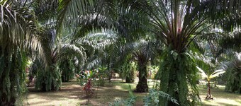Khao Sok Palm Garden Resort