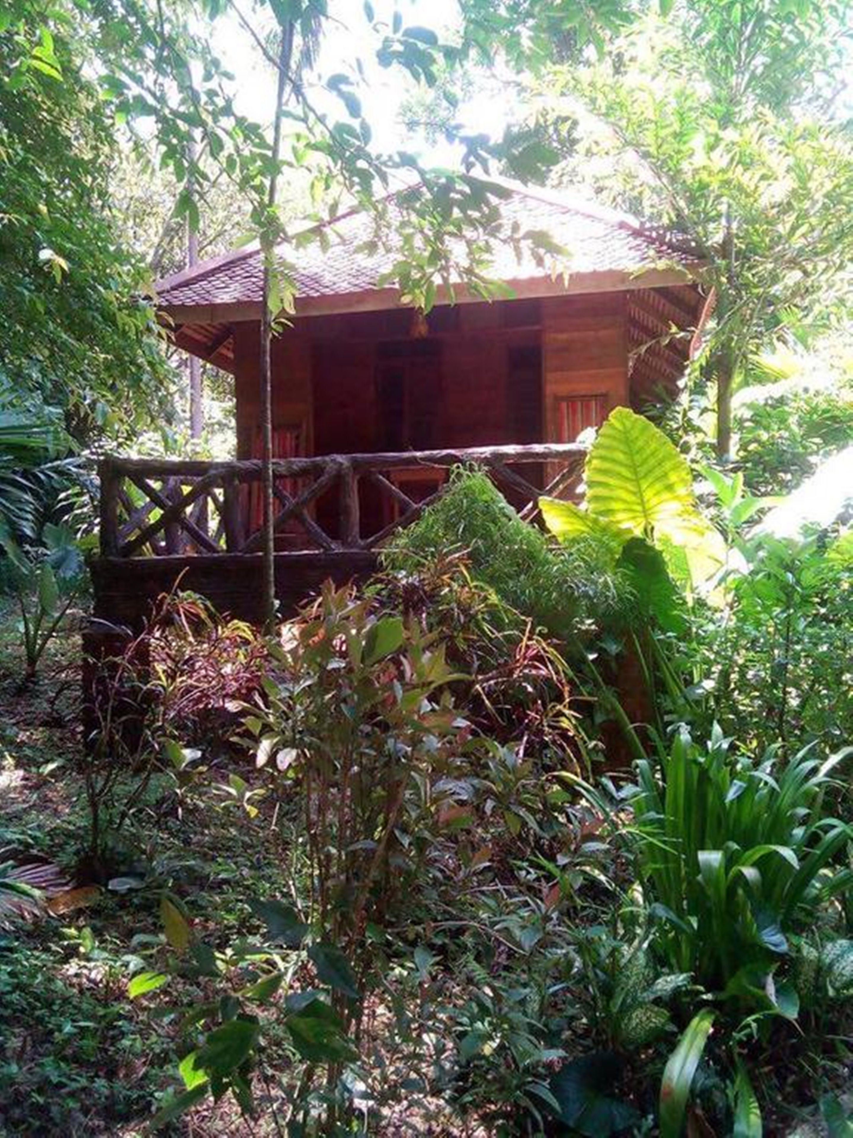 A wooden cabin surrounded by dense tropical vegetation.