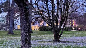 Ein Park mit Bäumen und einem Feld violetter Blumen.