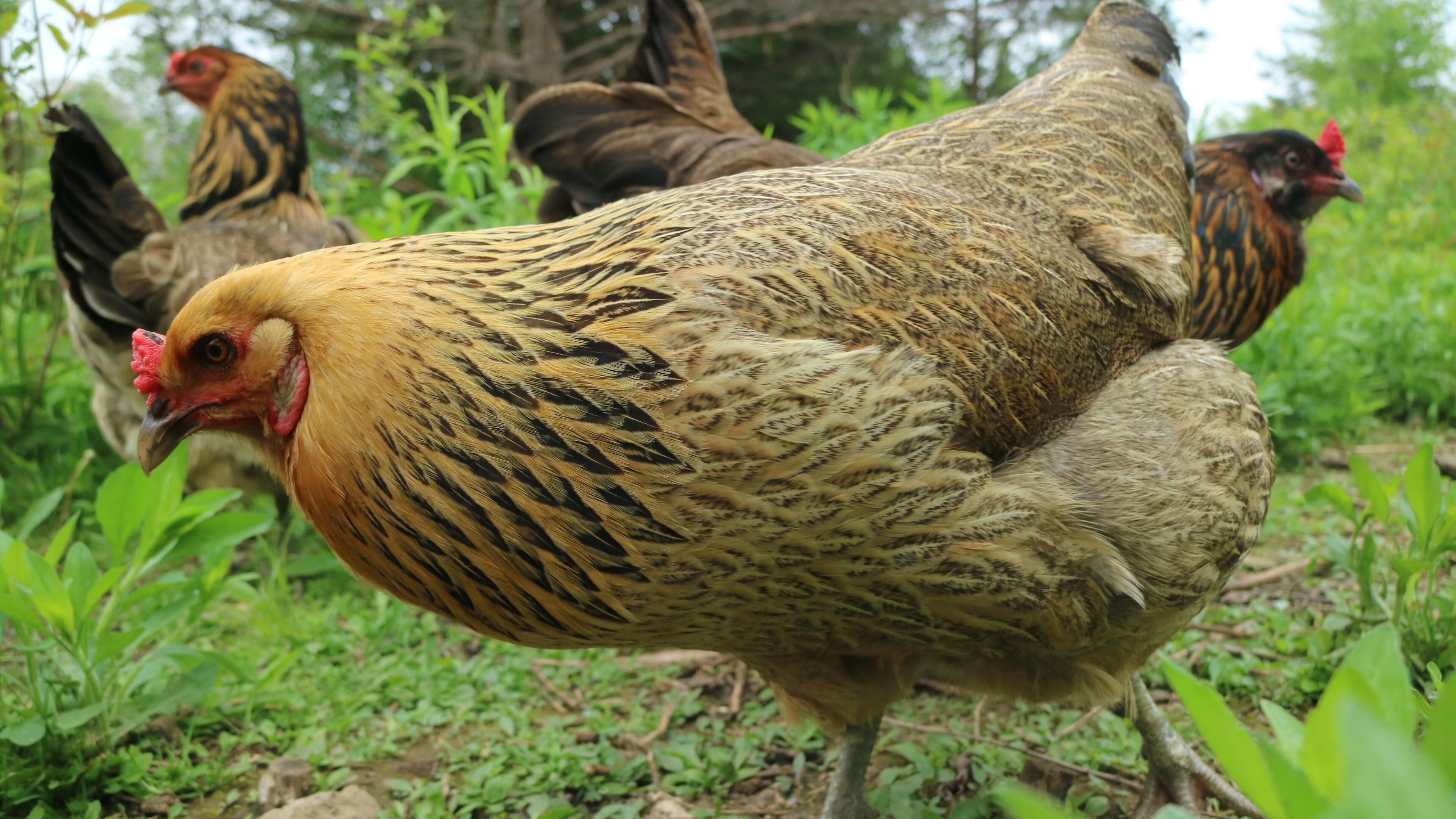 A chicken with distinctive feather patterns walking among green foliage.
