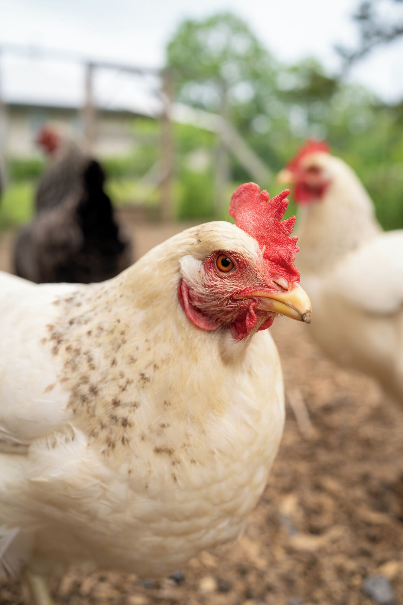 A close-up of a white chicken with red comb and wattle, and a black chicken in the background.