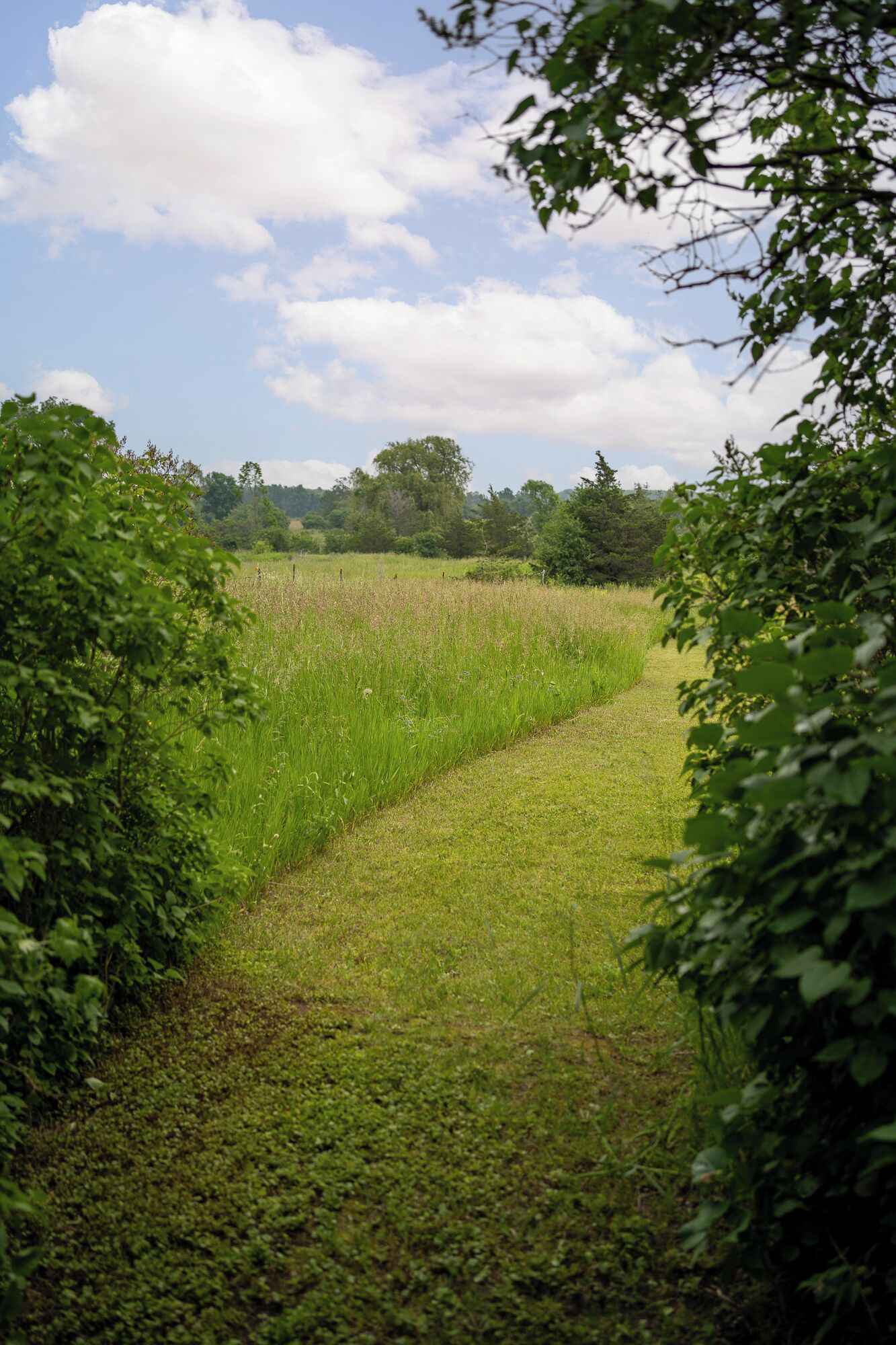 A pathway through a grassy field with trees in the background.