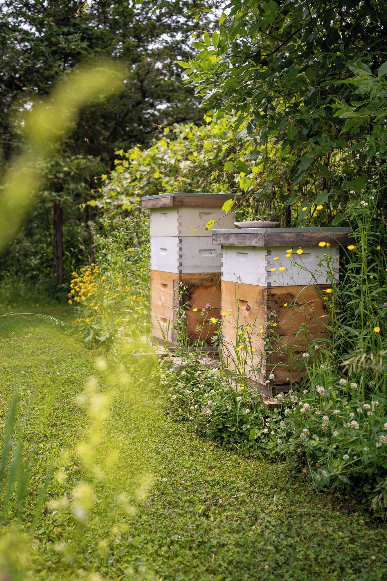 A beekeeping setup with two wooden hives in a grassy area surrounded by greenery and wildflowers.