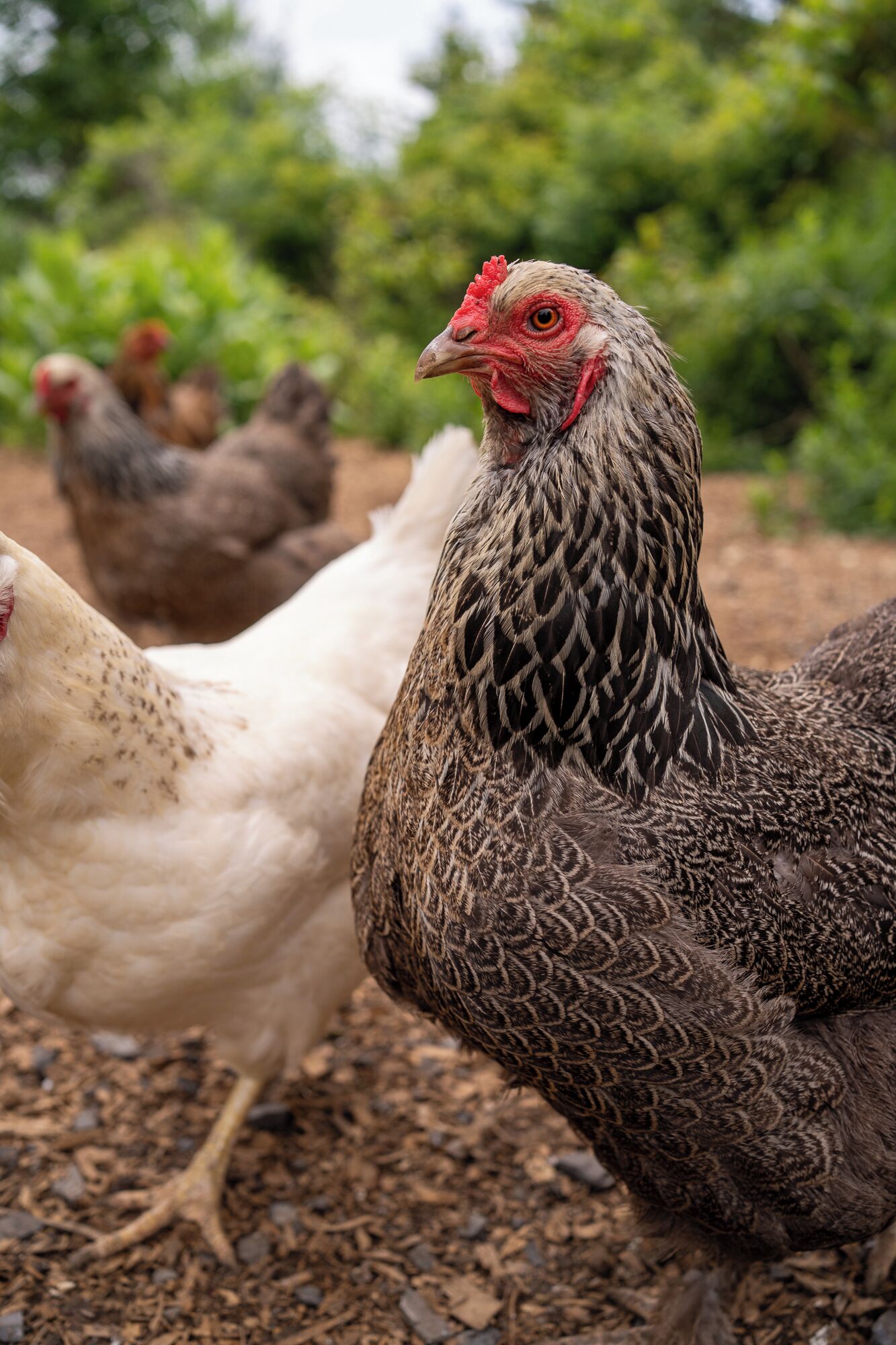 Un gruppo di galline in un ambiente esterno, con uno sfondo naturale e terroso.