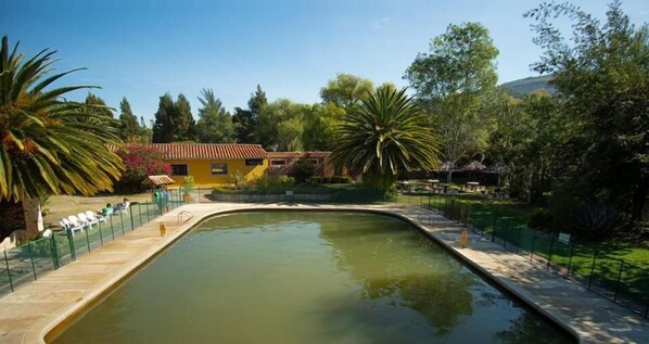 Una piscina de borde curvo, rodeada por una valla y palmeras.