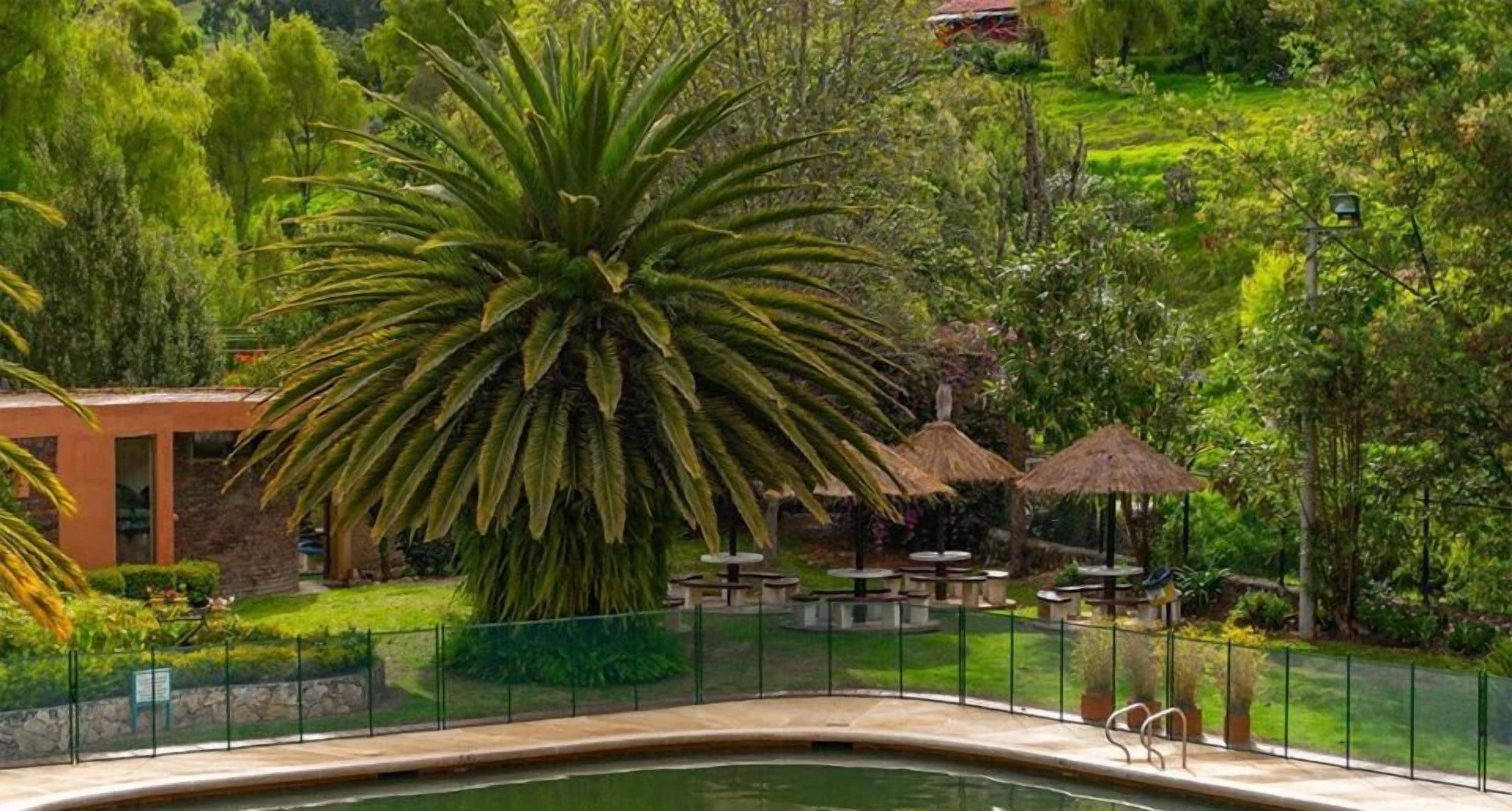A pool area with a large palm tree, outdoor seating, and a fenced garden.