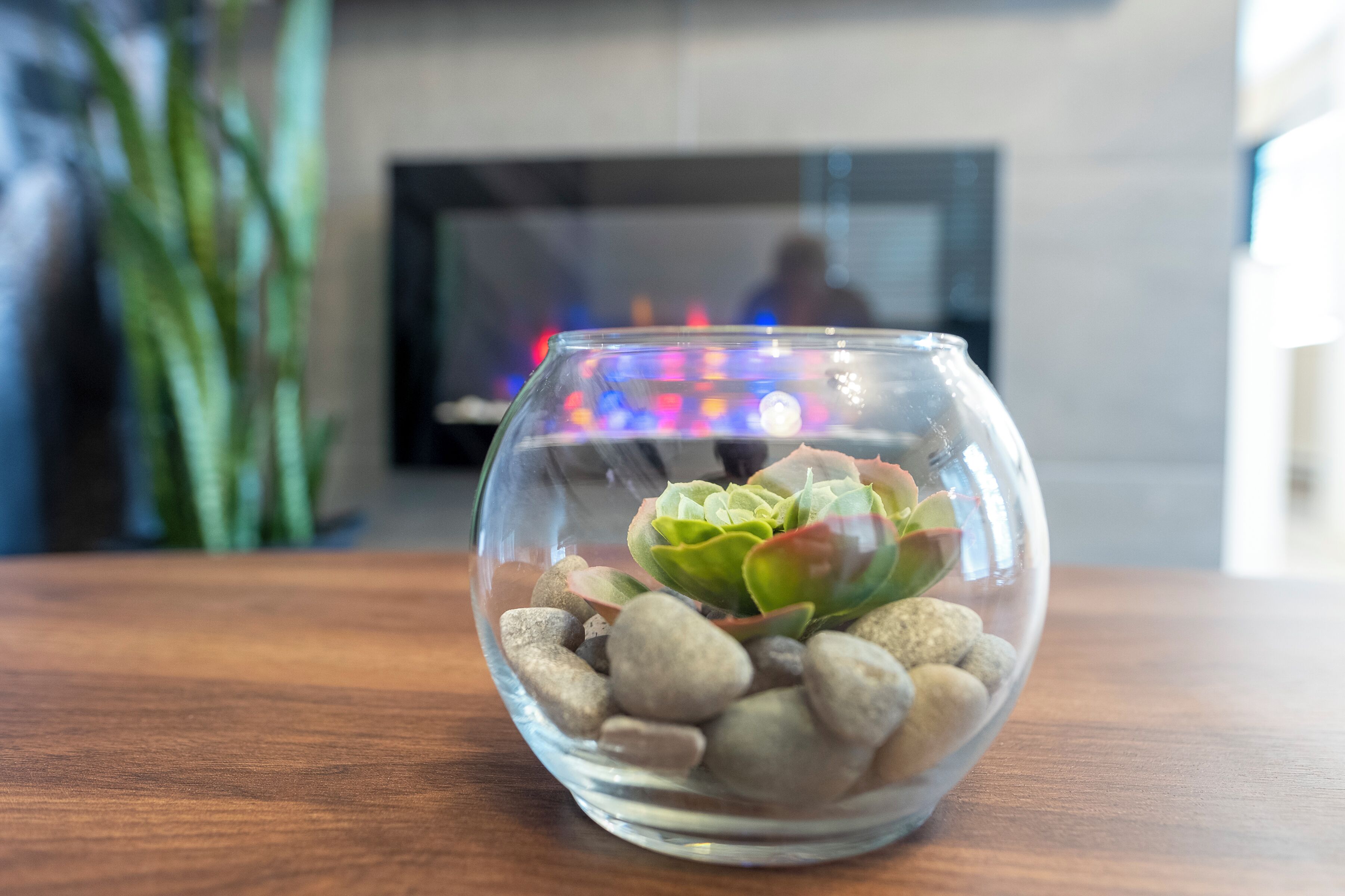 Un cuenco de vidrio transparente con una suculenta y piedras sobre una superficie de madera.