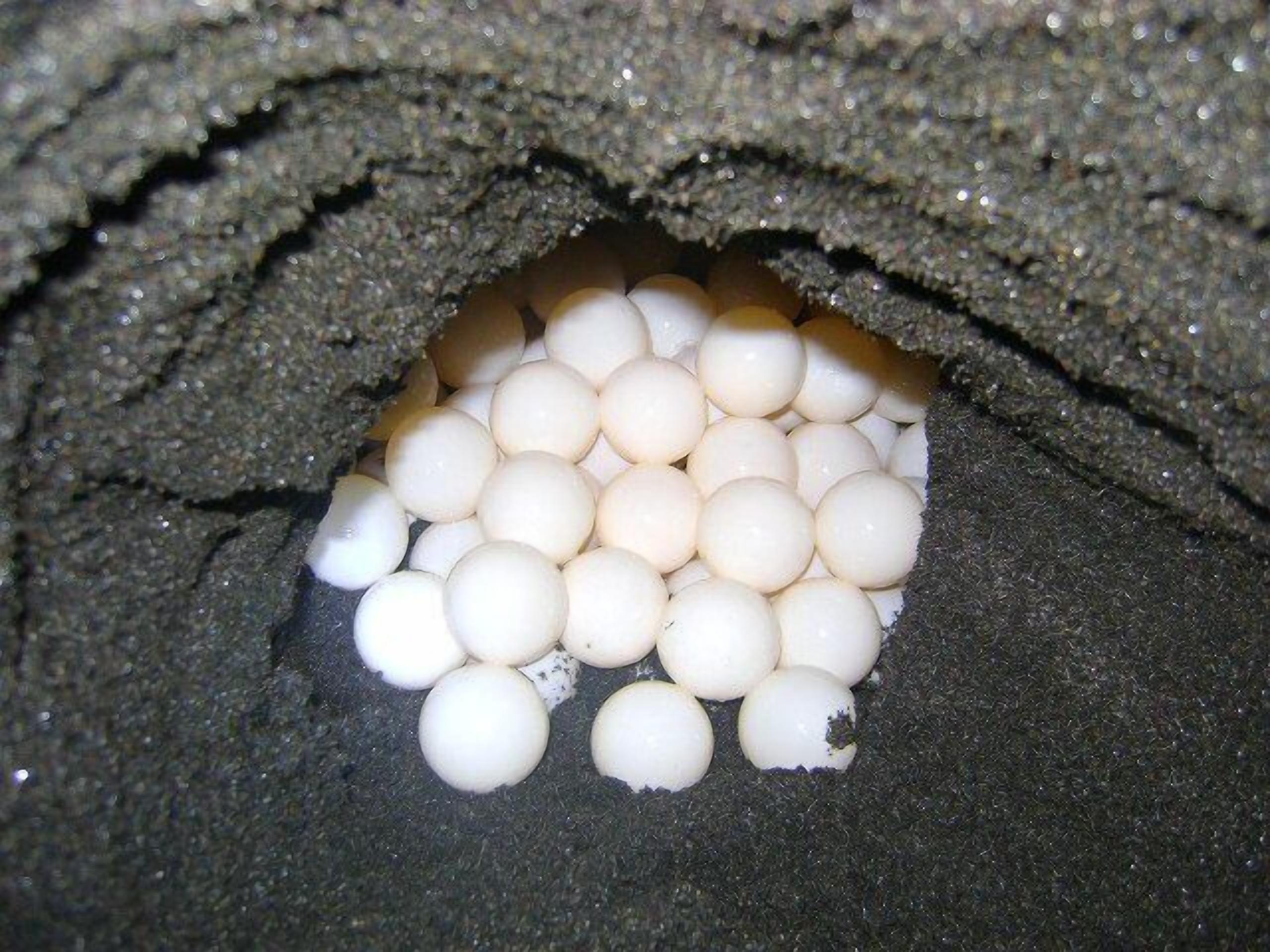 Se sirven desayunos, comidas, cenas y cocina local con vista a la playa