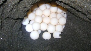 Un groupe d’objets sphériques blancs, disposés dans un environnement qui ressemble à une grotte.