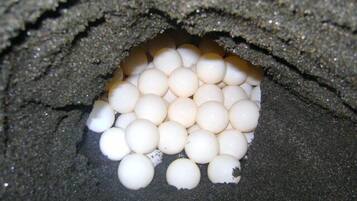 供應早餐、午餐和晚餐,當地料理,海灘景觀