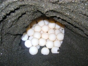 Breakfast, lunch, dinner served; local cuisine, beach views  - Glamping Monterrico (Chiquimulilla)