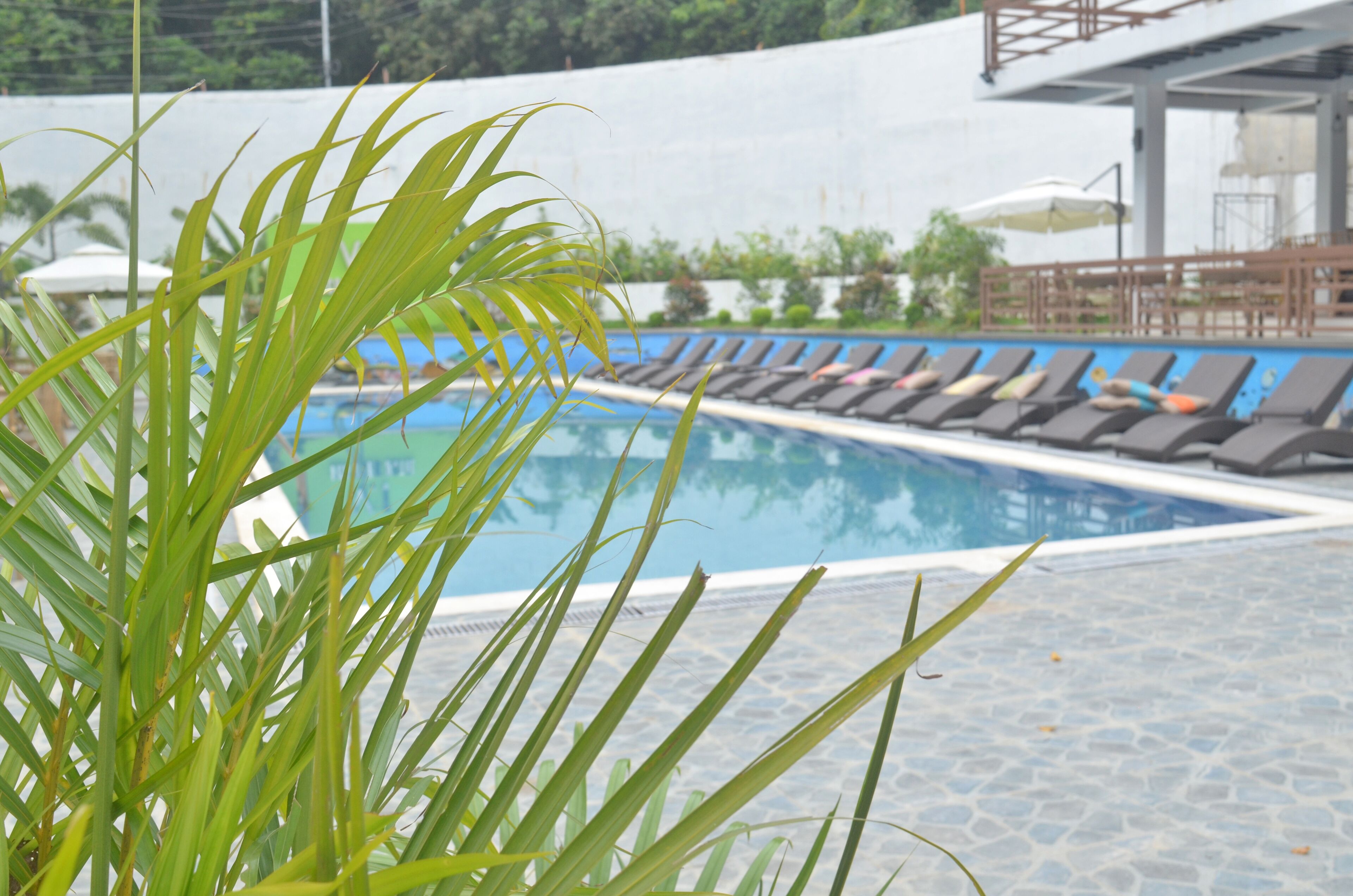 A swimming pool with lounge chairs and a palm plant in the foreground.