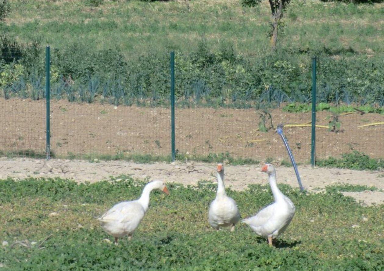 Tres gansos en una zona cubierta de césped, con una cerca y vegetación al fondo.