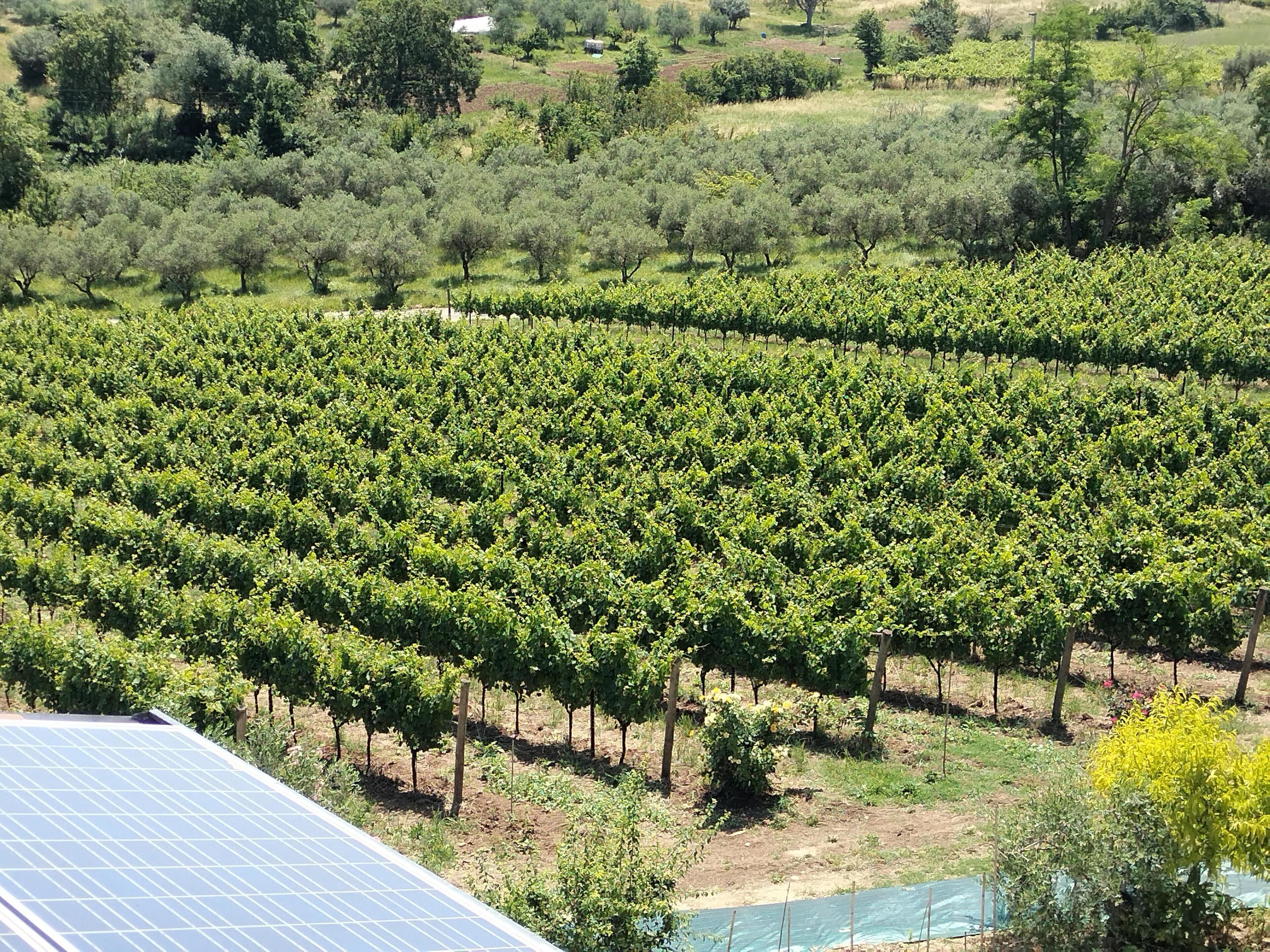 Ein Weinberg mit Rebenreihen und einem Solarmodul im Vordergrund.