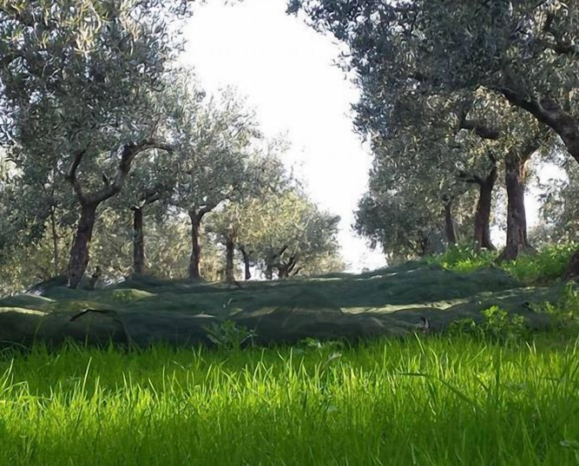 Un espacio cubierto de césped con árboles y una gran roca al frente.
