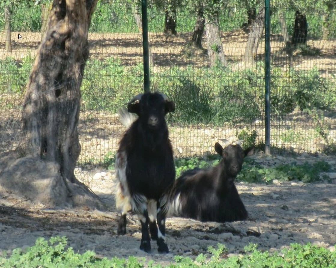 Un espace clos, agrémenté d’arbres et doté d’un sol en terre, vraisemblablement un enclos de zoo.