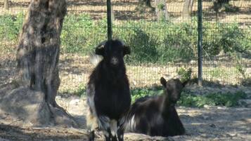 Un espace clos, agrémenté d’arbres et doté d’un sol en terre, vraisemblablement un enclos de zoo.