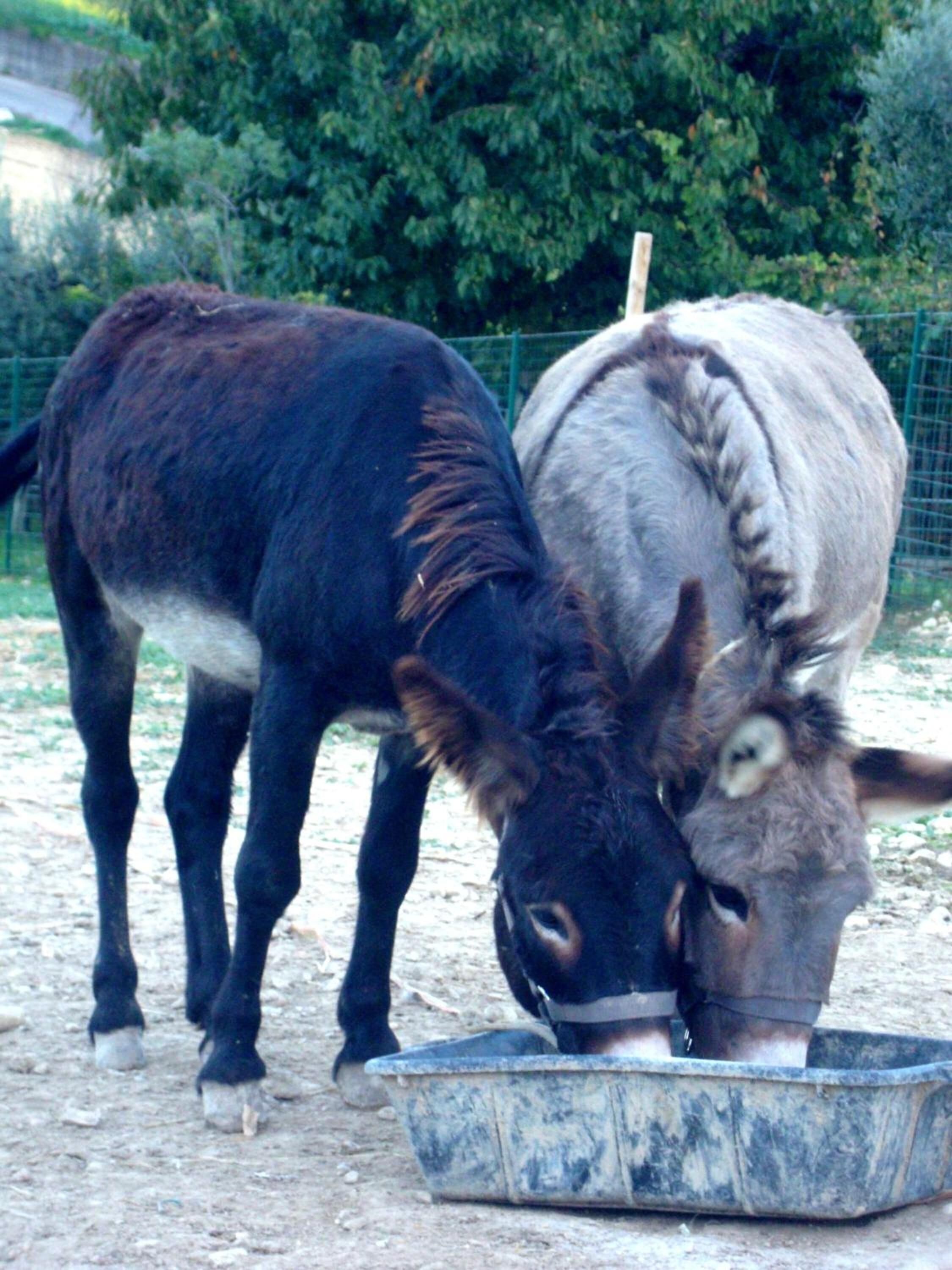 Dos burros de pie junto a un bebedero de metal.