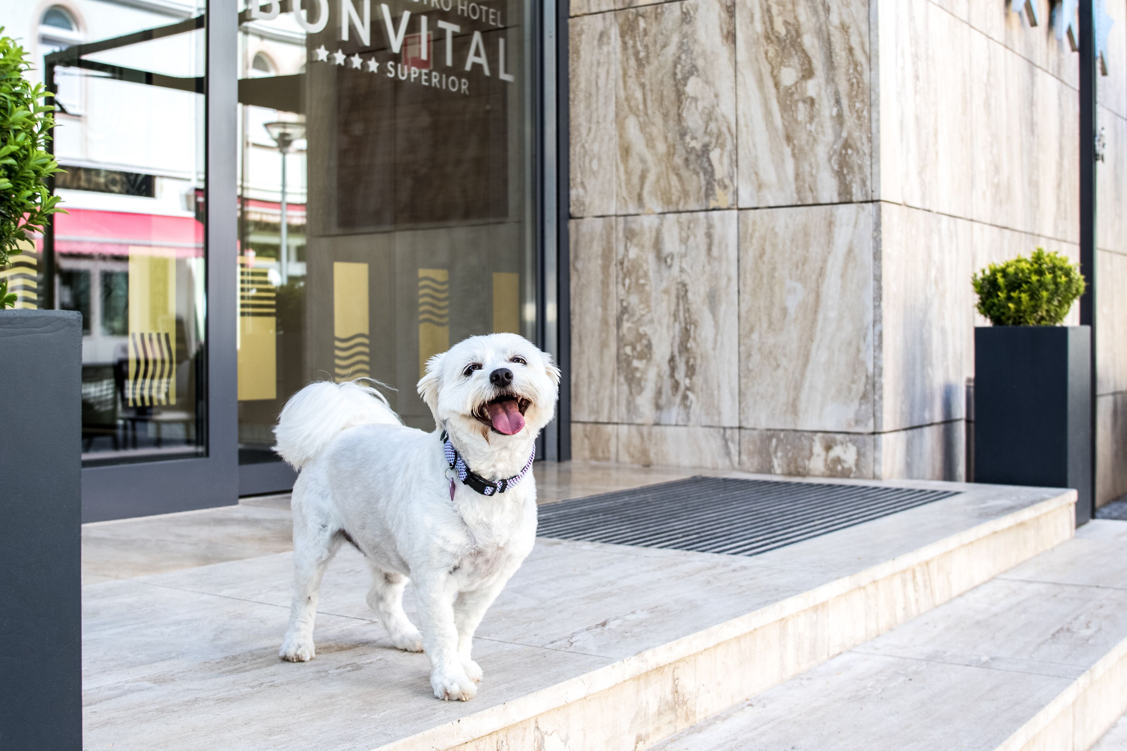 Un perro blanco parado sobre una escalera de mármol frente a un hotel con entrada de vidrio y un letrero que dice "HOTEL VITAL".