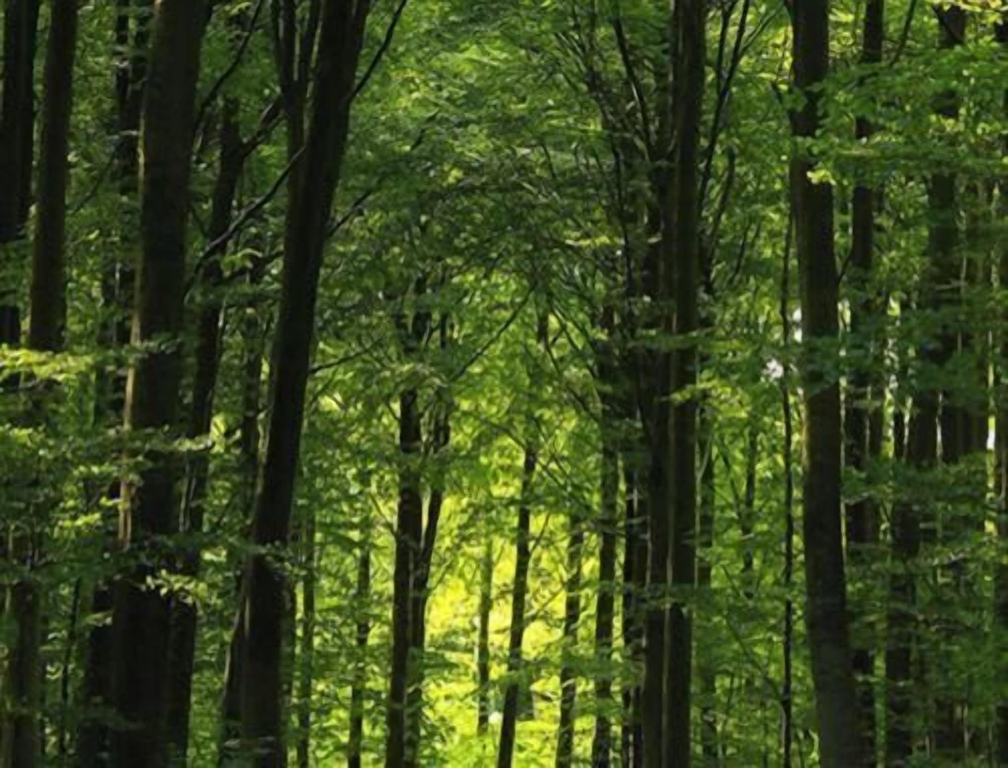 Un bosque tupido con árboles altos.