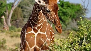 A giraffe in a natural setting with greenery and trees in the background. - Destiny Eco Camp (Maasai Mara)
