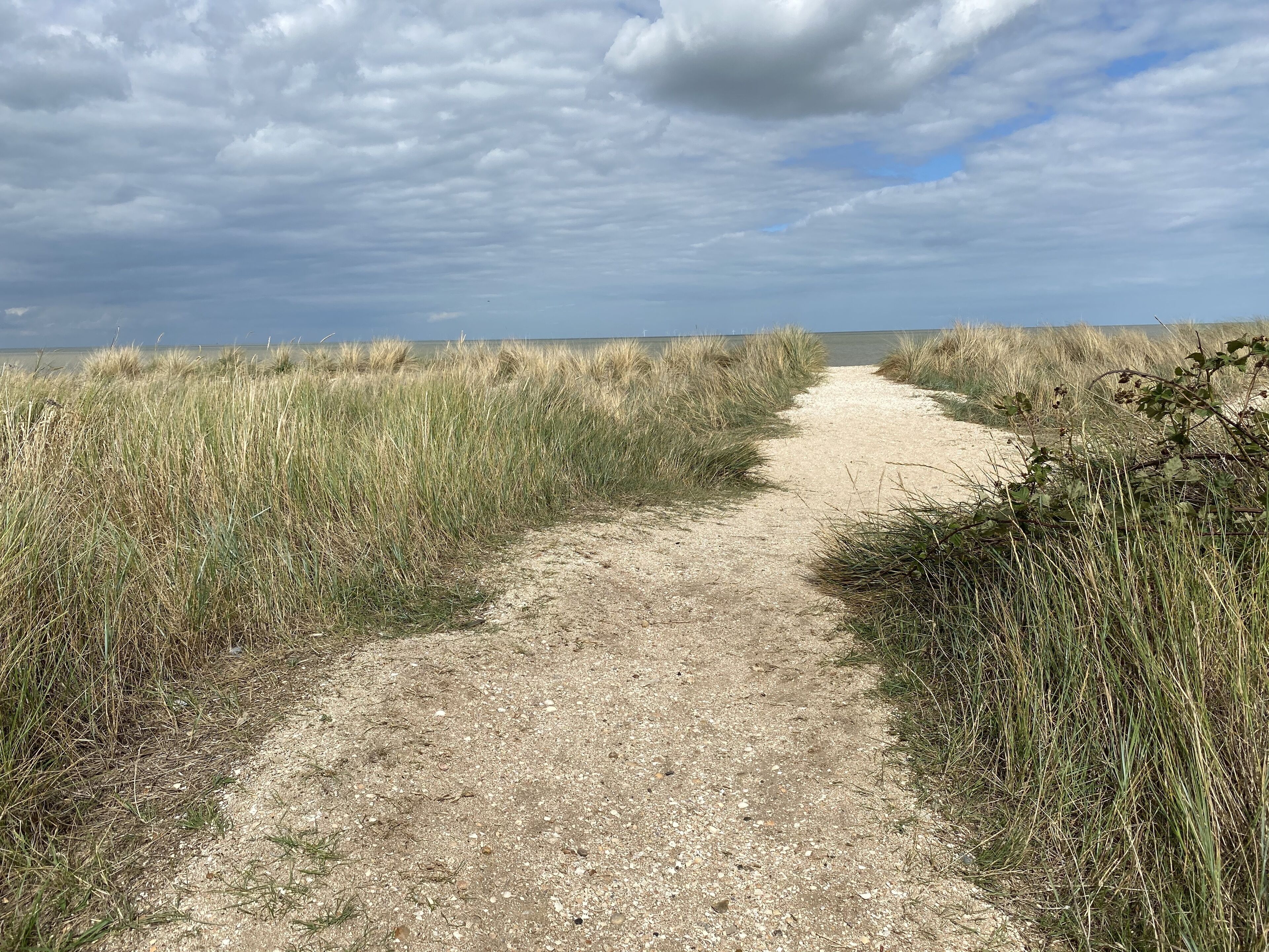 Ein Kiesweg, der durch eine Wiese führt, mit einem Gewässer im Hintergrund.