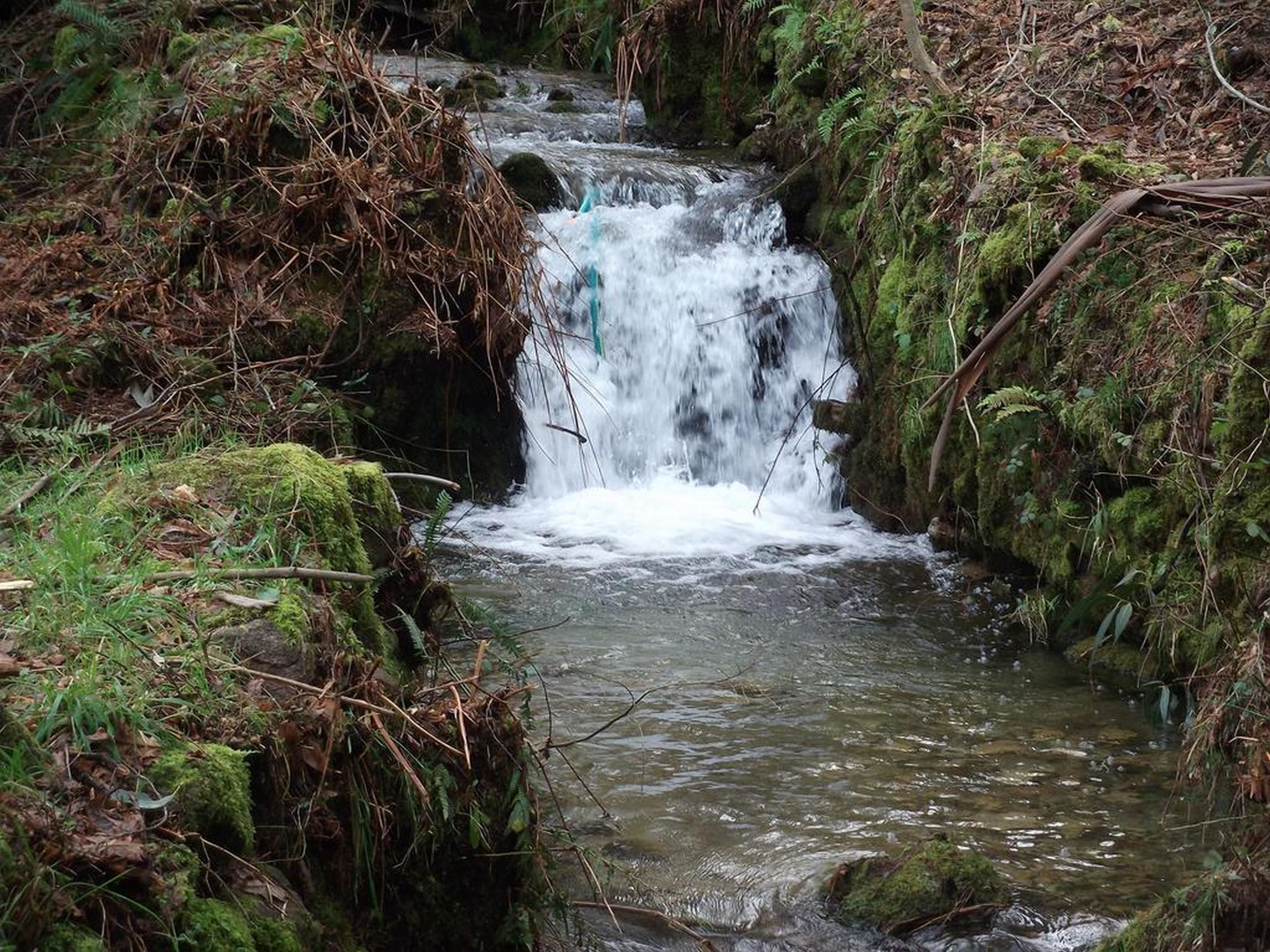 Un piccolo ruscello che scorre su rocce in una zona boschiva.