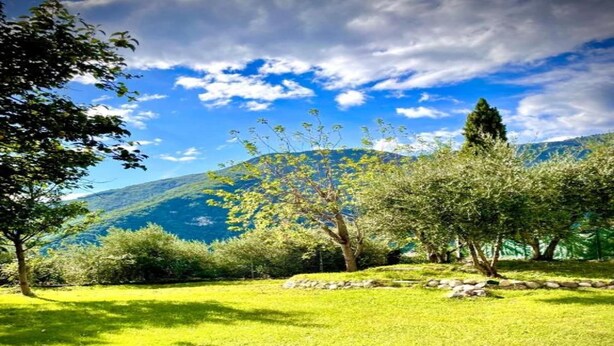 Un paysage verdoyant et luxuriant, avec des arbres et une montagne en arrière-plan.