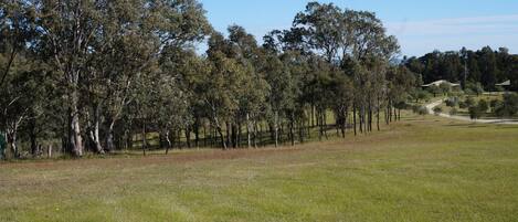 A grassy field with a row of trees and a fence.