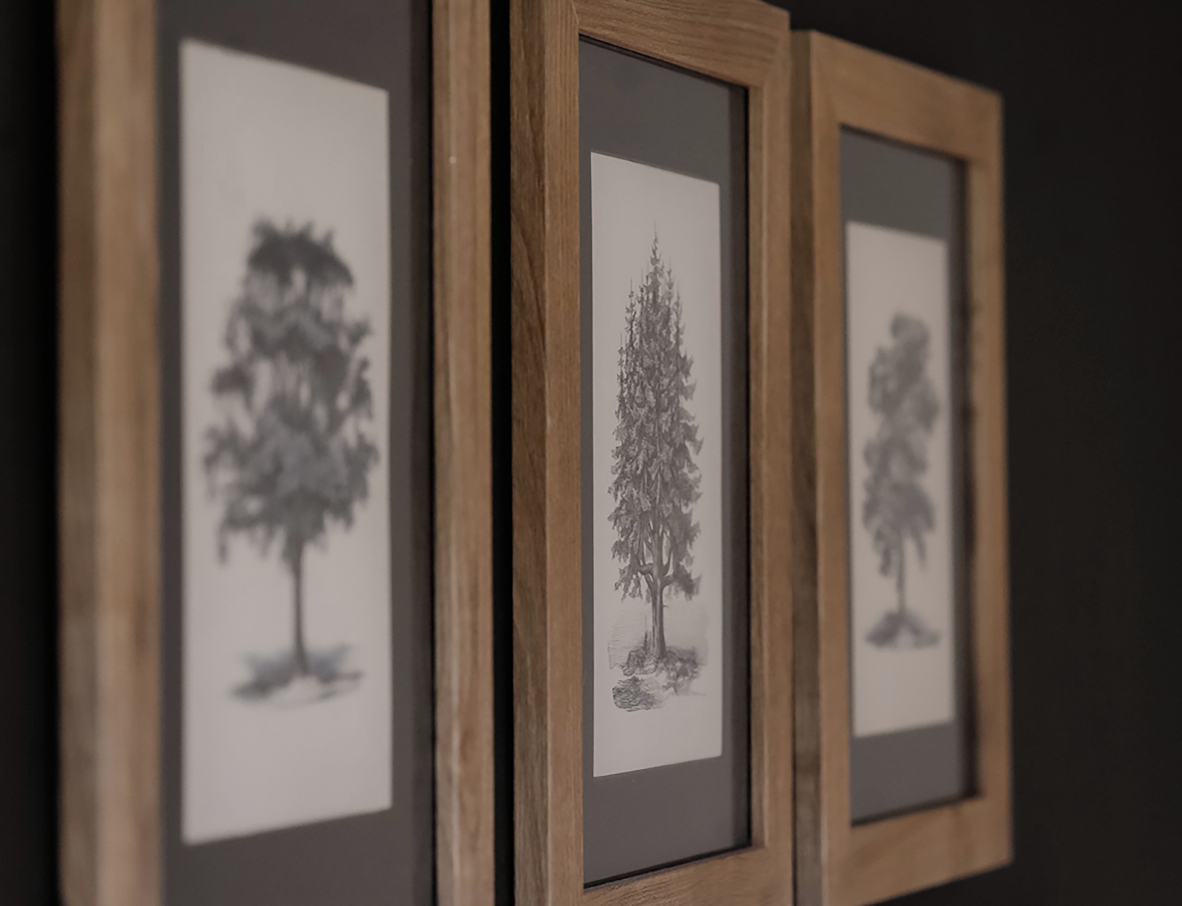Three framed black and white tree drawings on a wall.