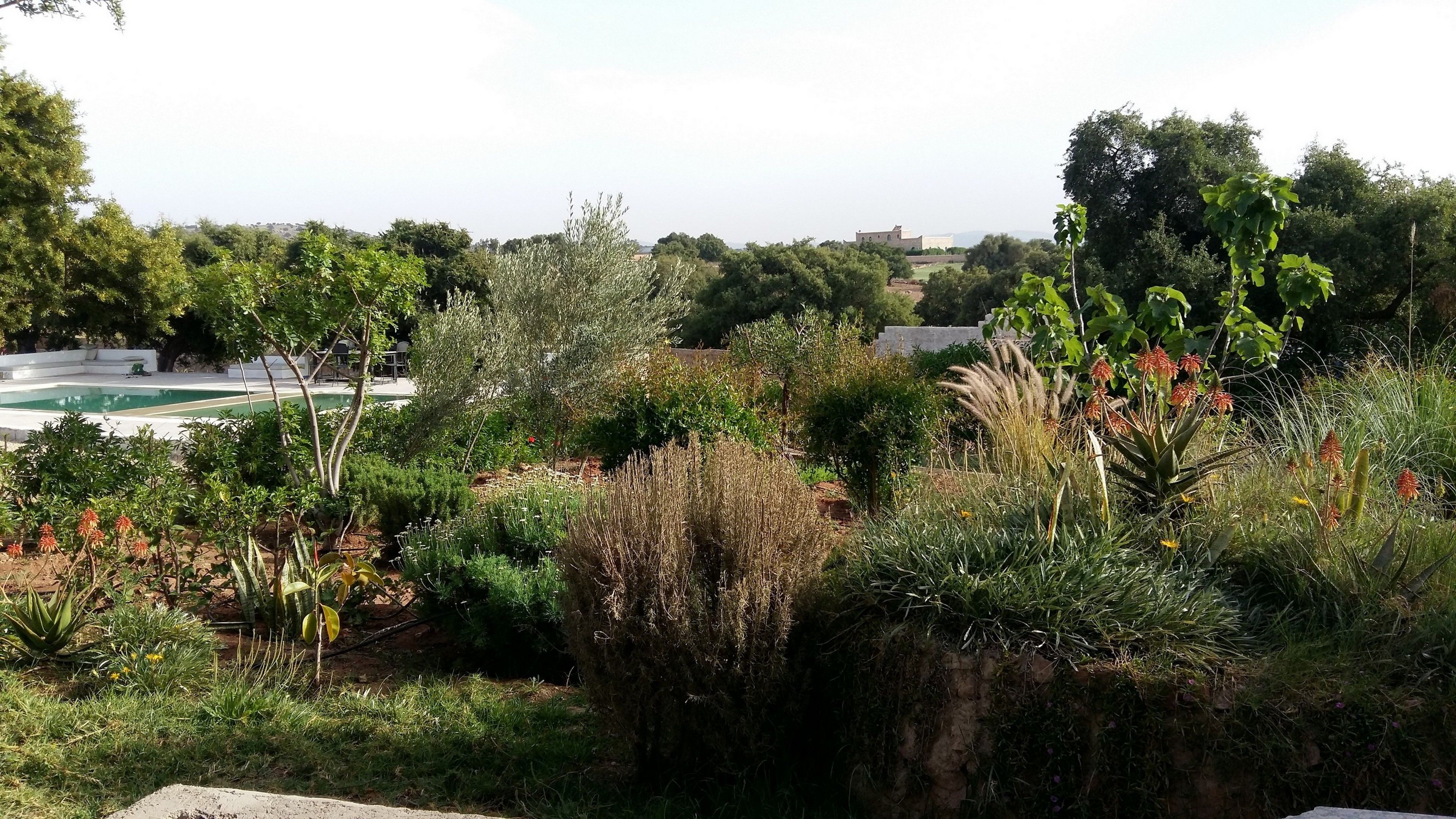 Un jardín ajardinado con piscina, diversas plantas y vistas a edificios distantes.